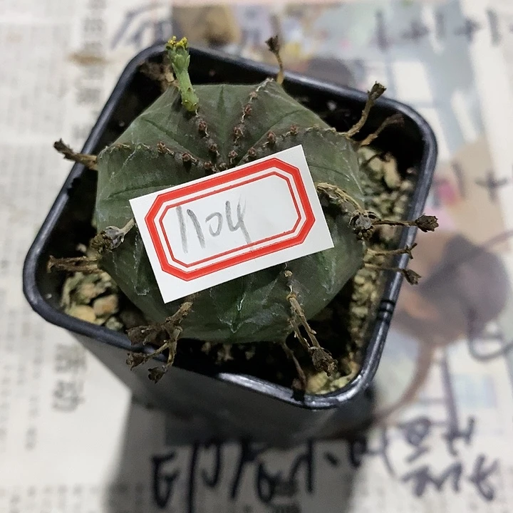宇***氏潮流植物布纹球杂交1104