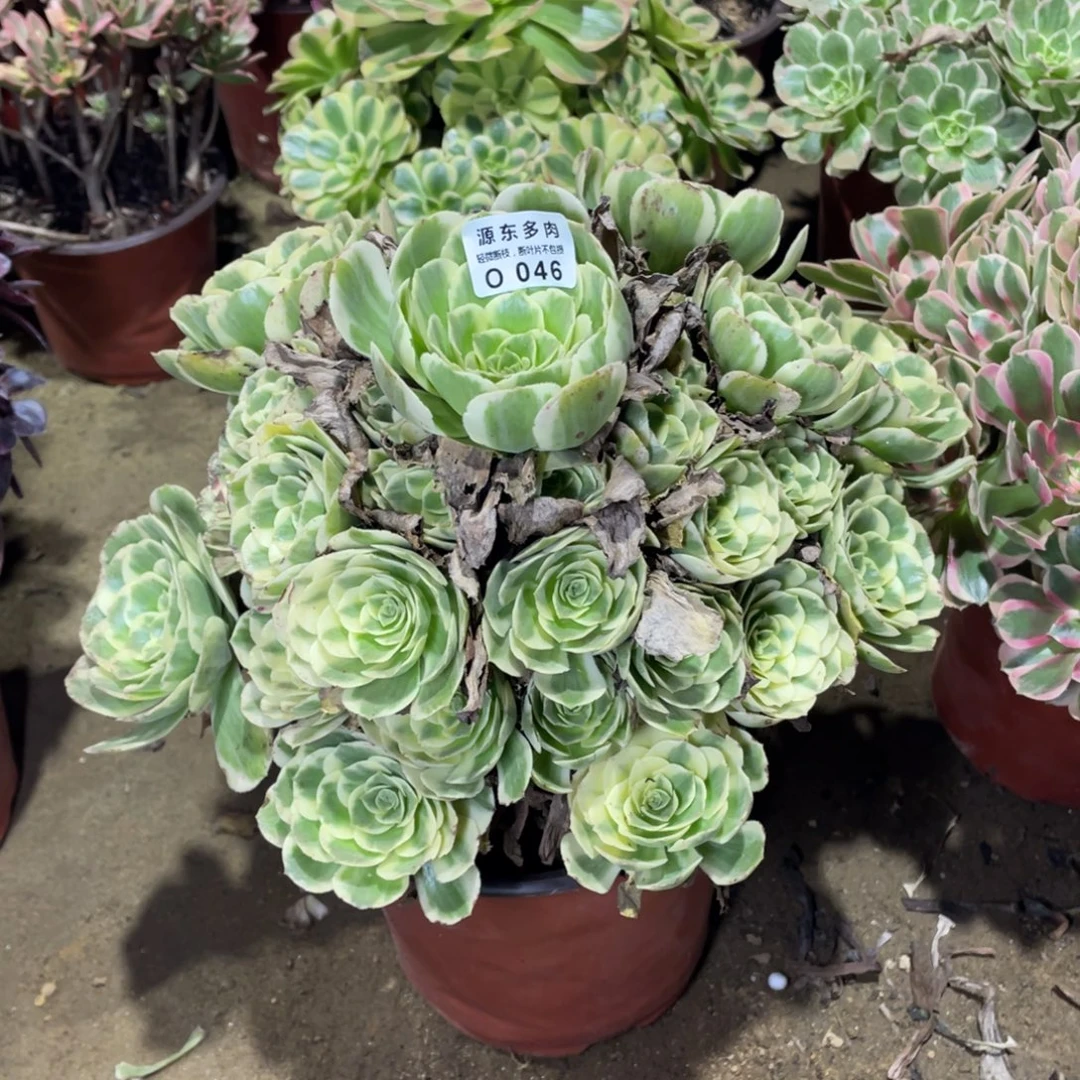 046迈巴赫多肉法师断枝不包