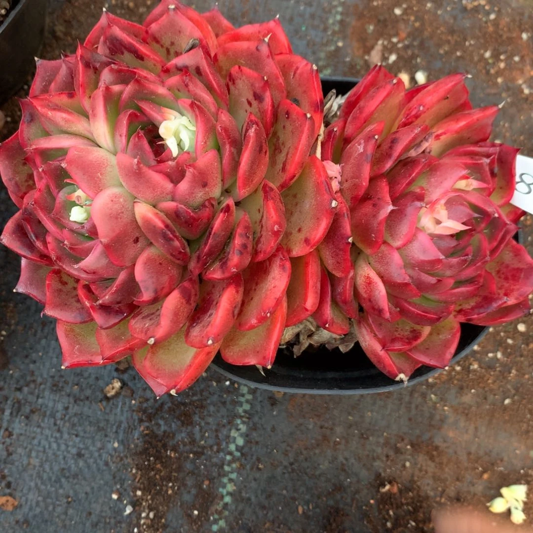 6876杂交精品基地15厘米