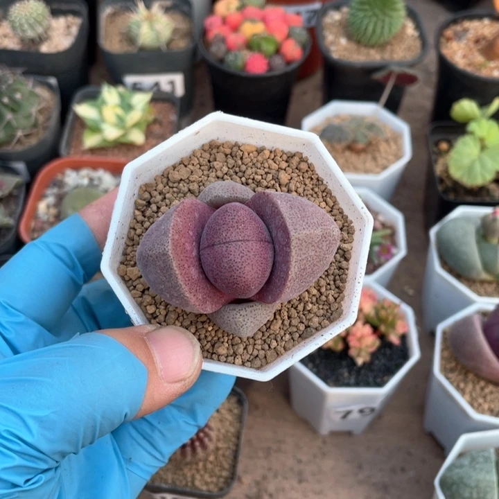 151紫色元宝植物