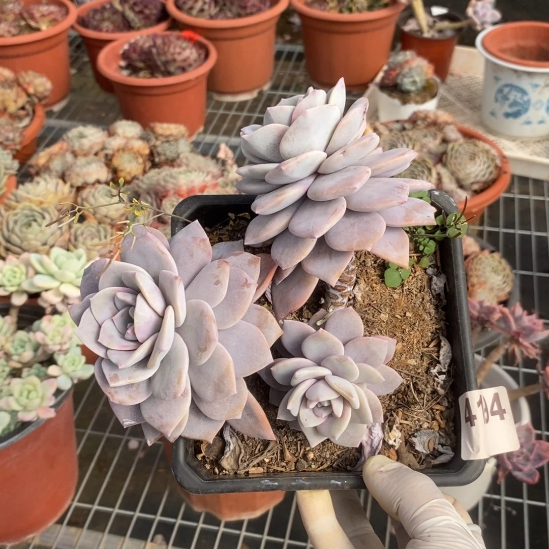 4194红茶多头一物一拍