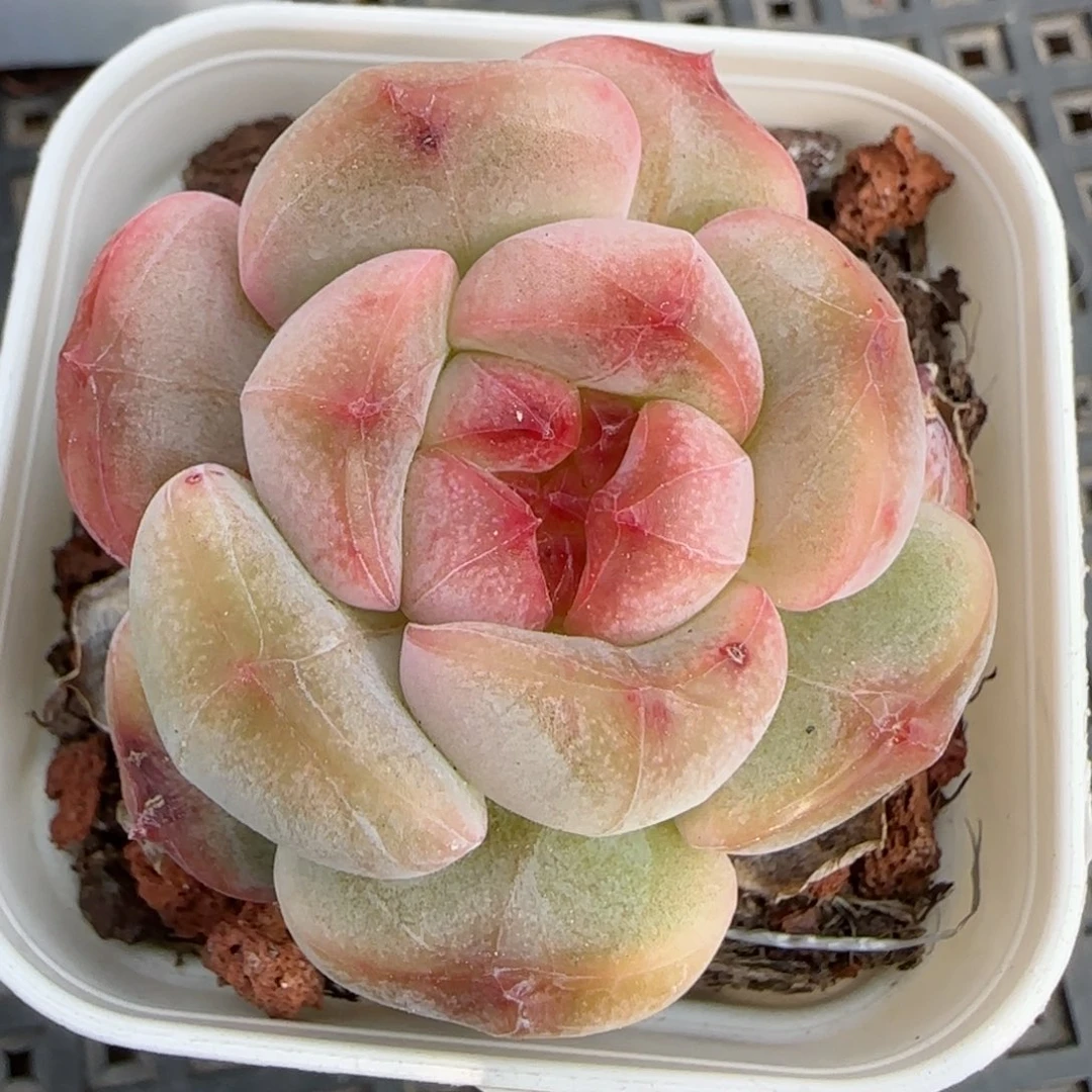 花语逸境0222-143