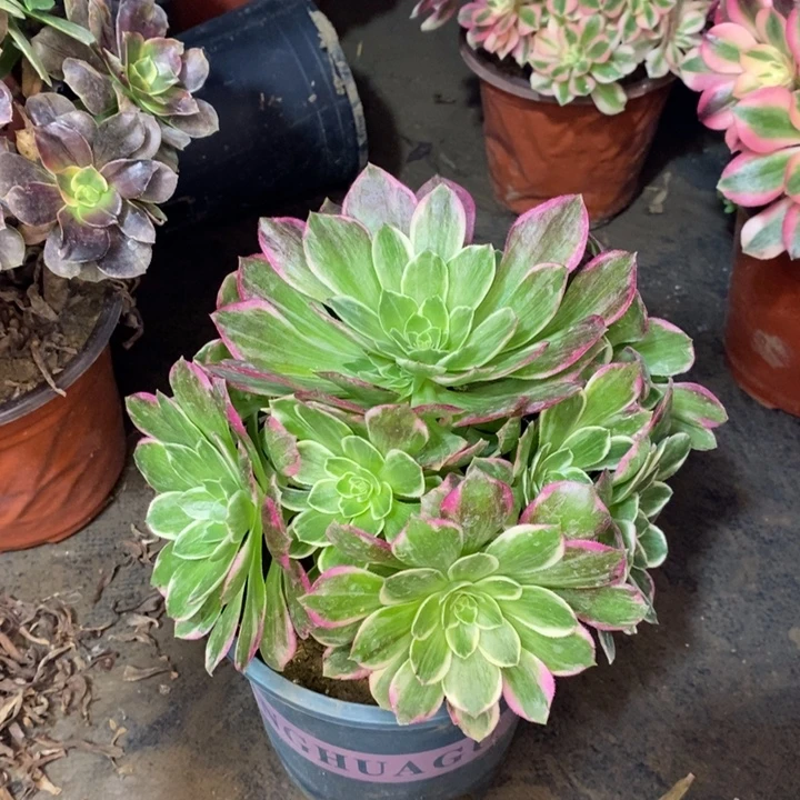 万花筒多肉植物067。