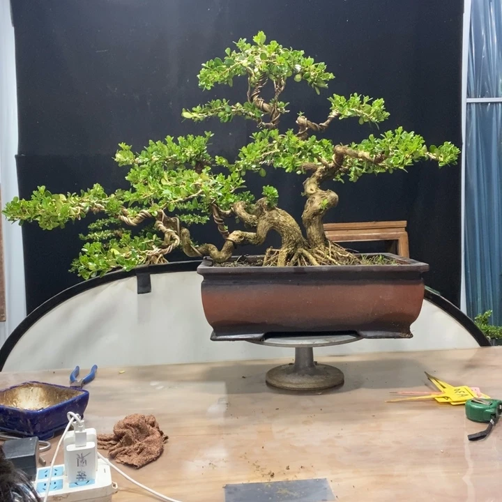 无花朵黄杨木雕作品欣赏