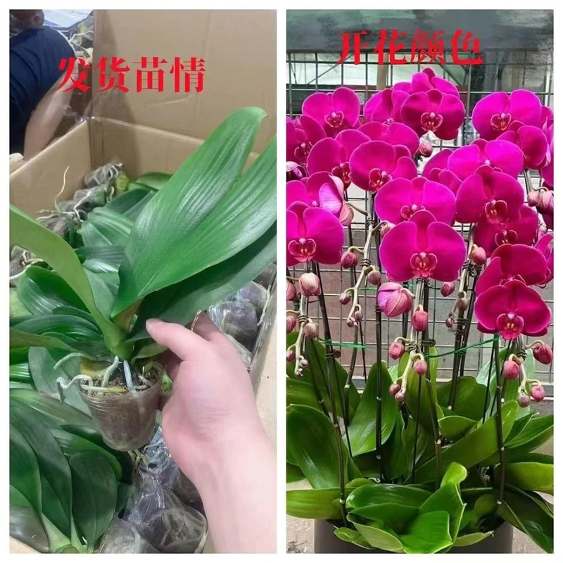 【蝴蝶兰不带花】（带花剑发货）客厅阳台办公室窗台好养可爱绿植