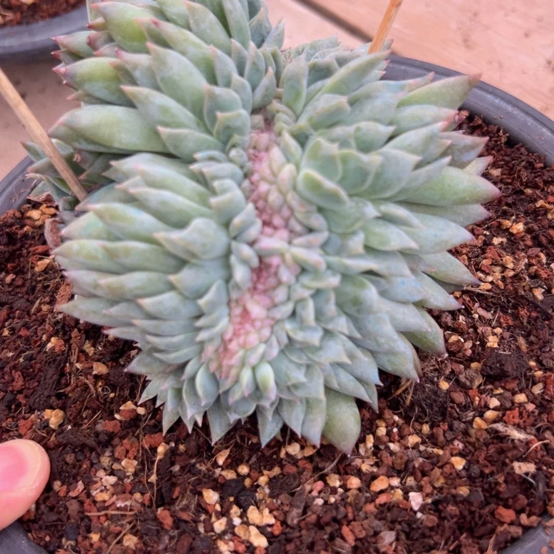 新年快乐 新年快乐