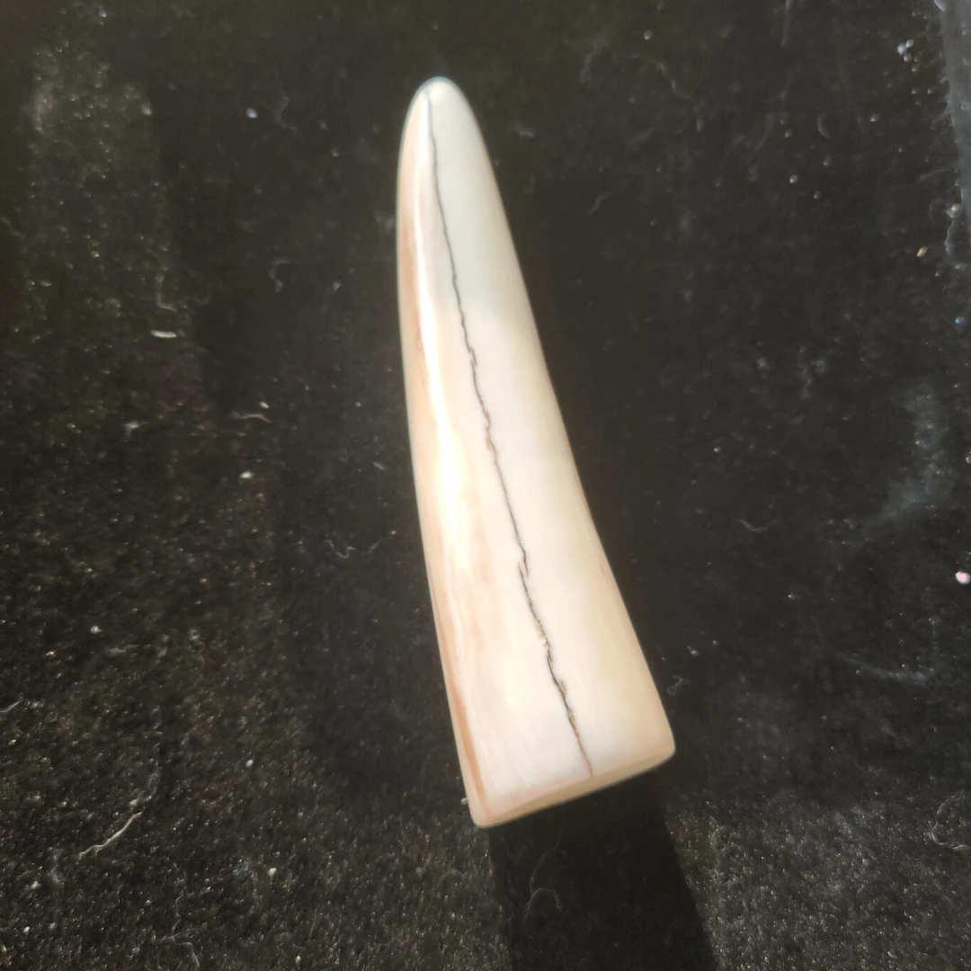 猛犸猛犸虬尖子WW842
