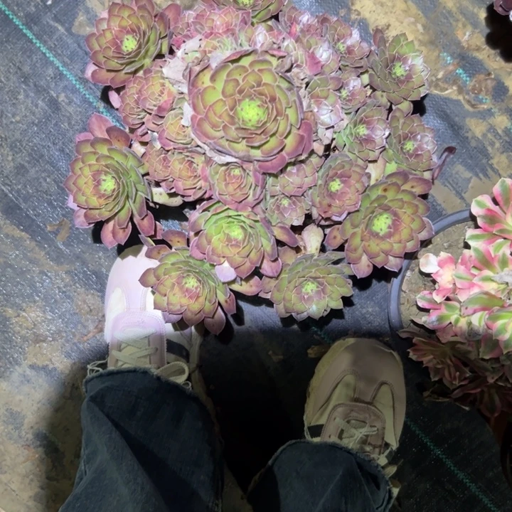 不包侧枝一物一拍85