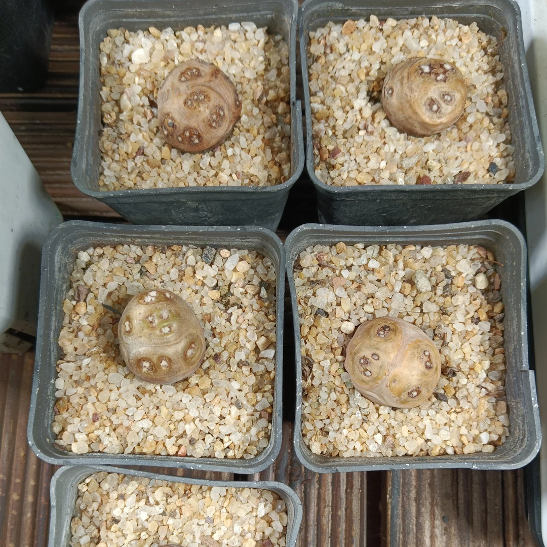 【直播间选款】格加厚敦菊实生带盆包邮