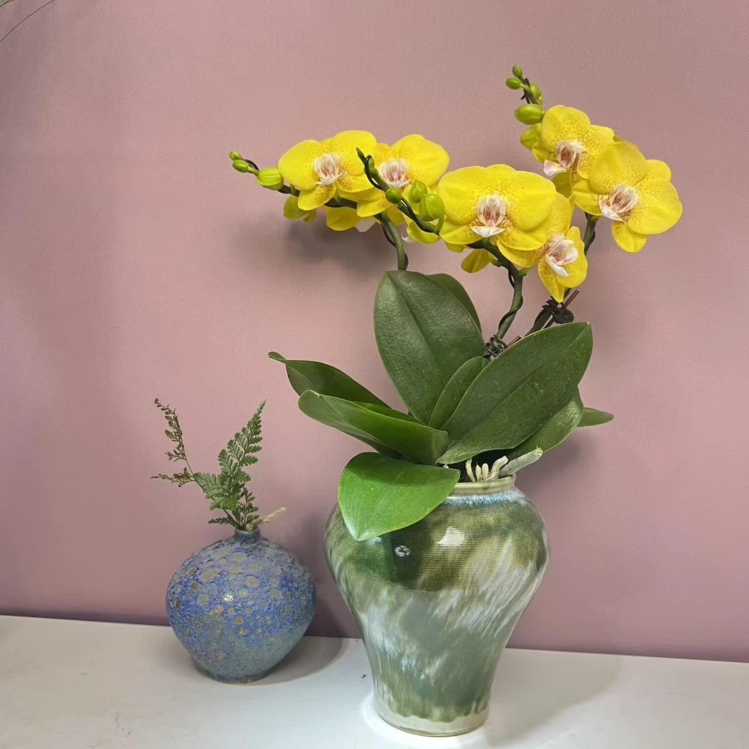 兰语优选【香菠萝】精品蝴蝶兰夏季高雅轻奢高级艺术组盆系列