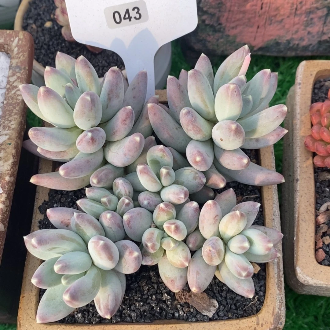 北北星空美人多肉植物