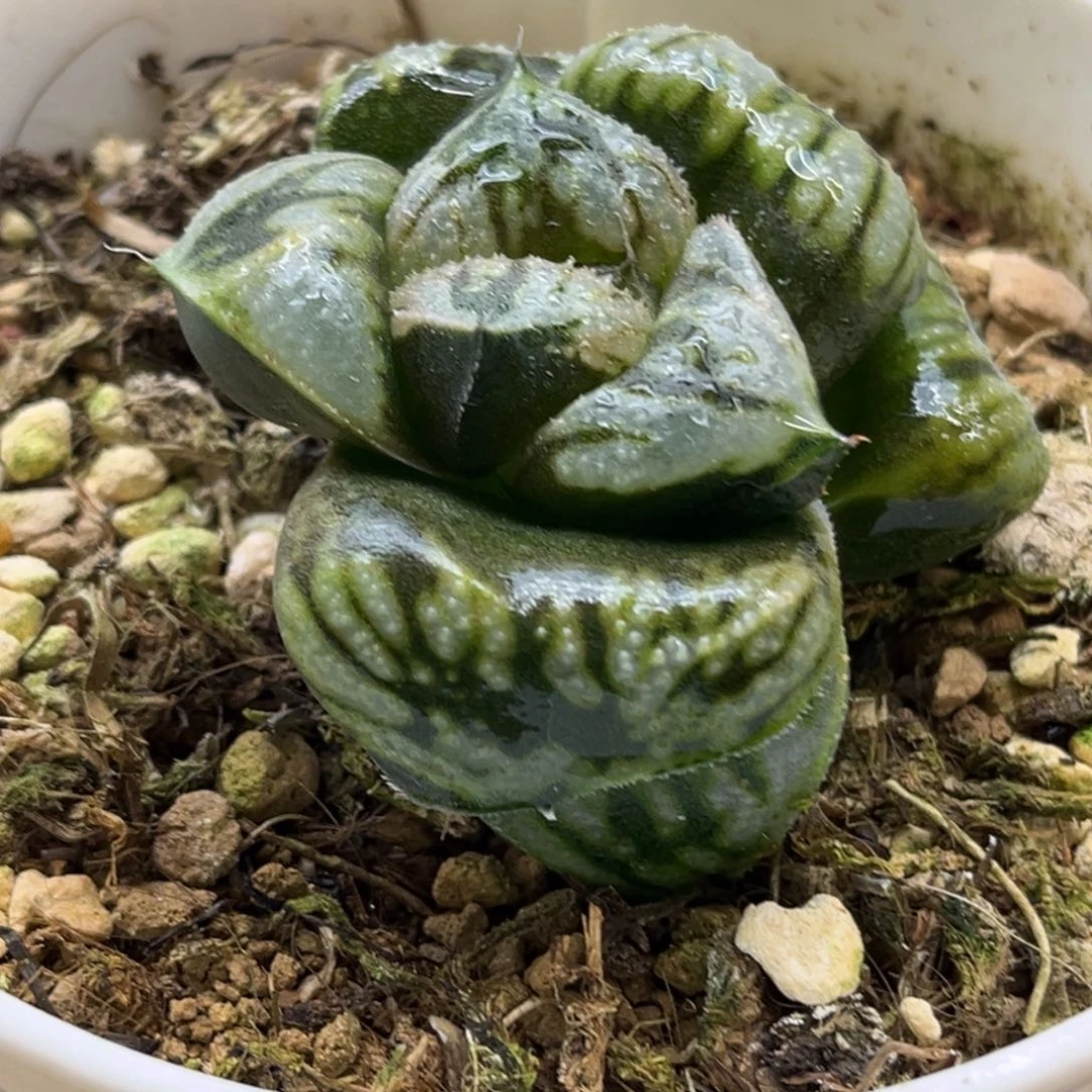 290巨大白羊座发发发发发发