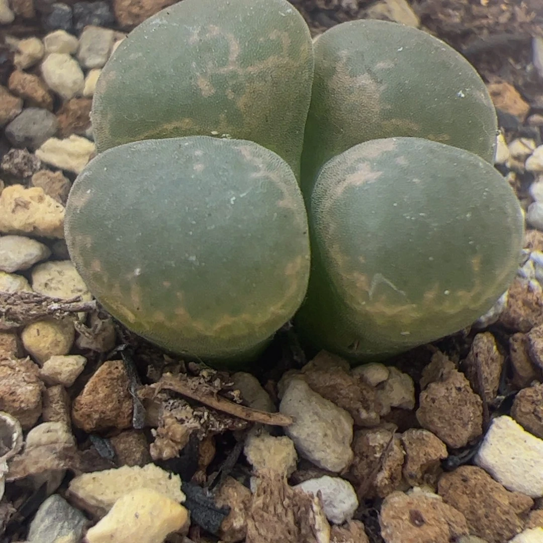 双头风铃玉肉锥179