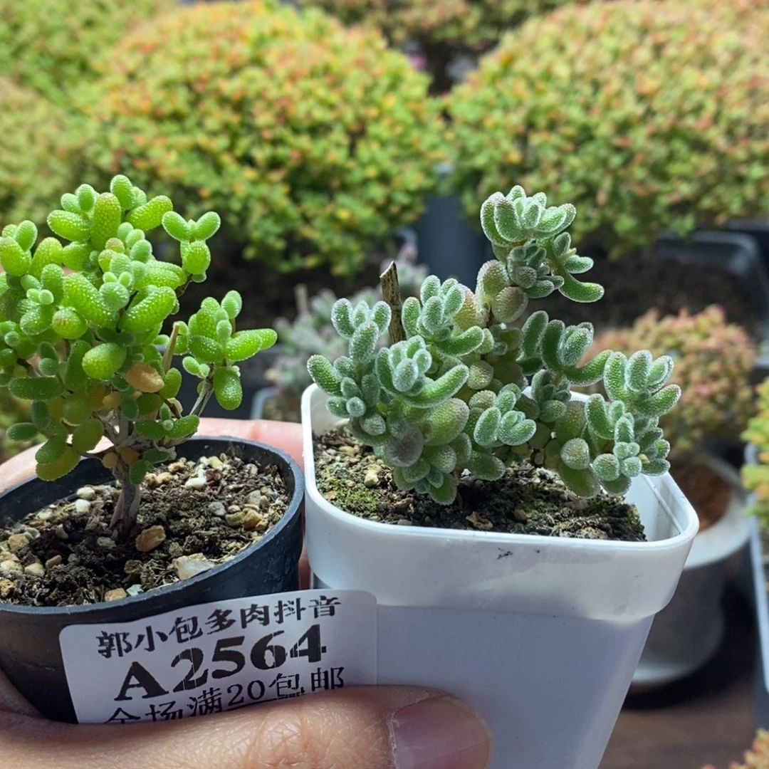 *****福利套餐组合2564