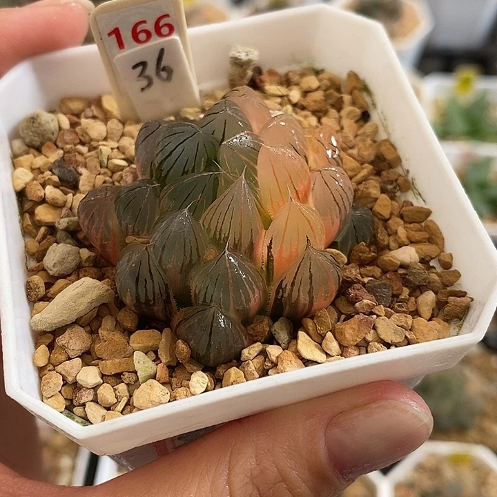 36一半湖斑霓虹灯玉露锦