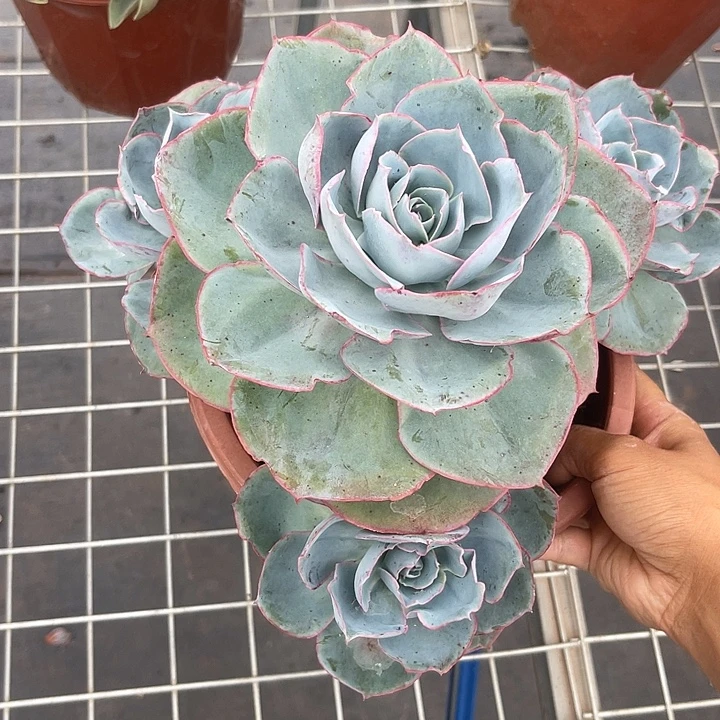晨语多肉，一物一拍达芬奇密码