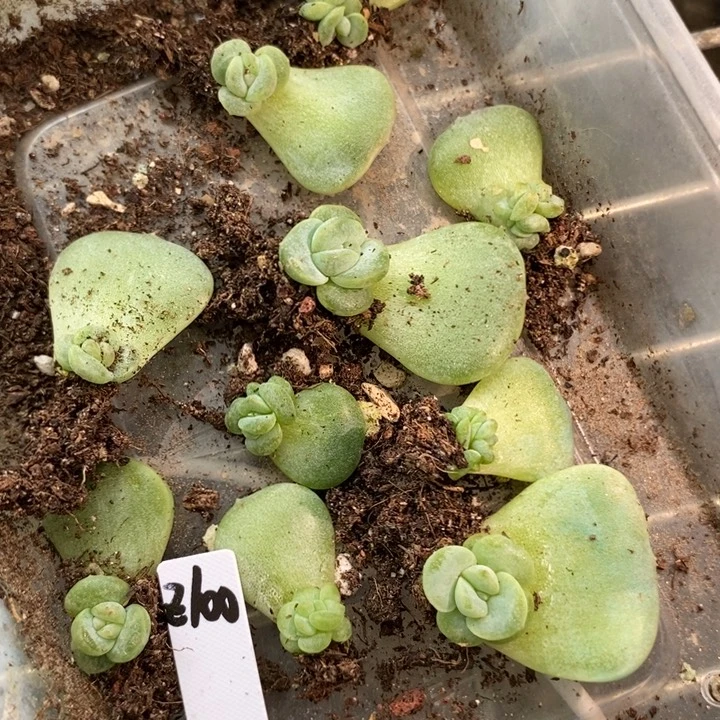 珍妮z100芽苗一个多肉