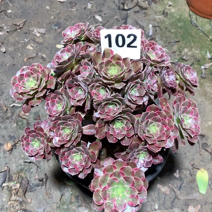 法师一物一拍102