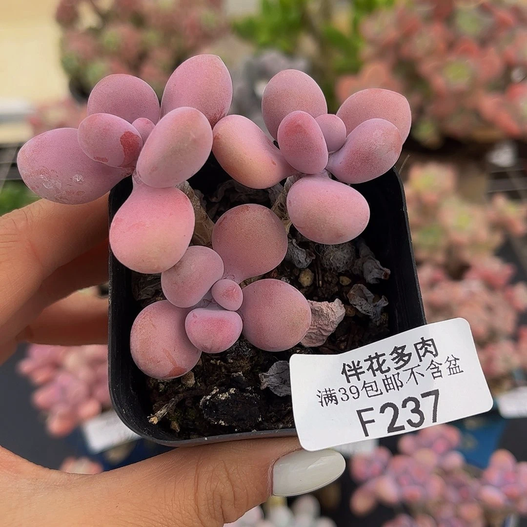 237-腰子桃蛋多肉6cm