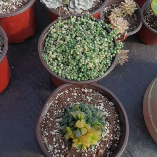 有西瓜珠的珠串锦15元十姬寿锦25元