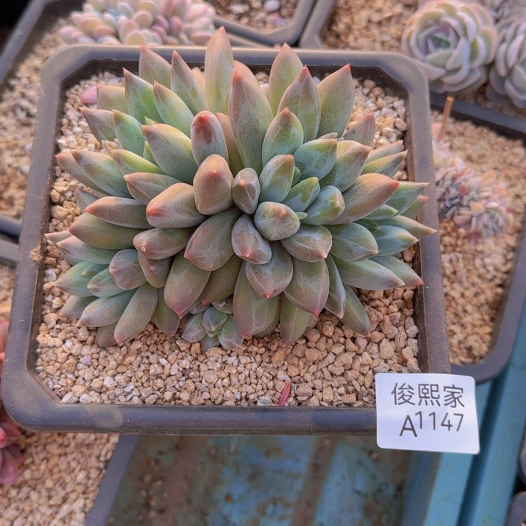 重楼福利111111111