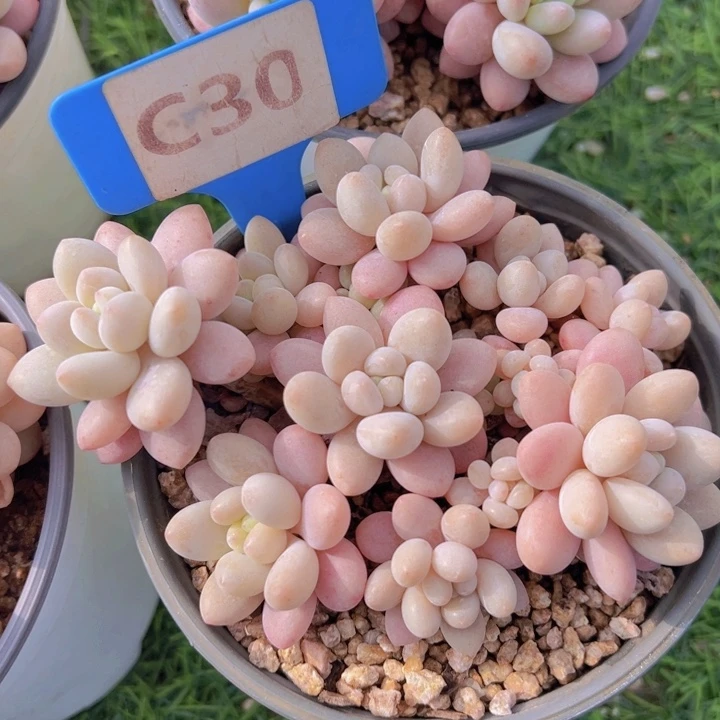 健健康康平平安安