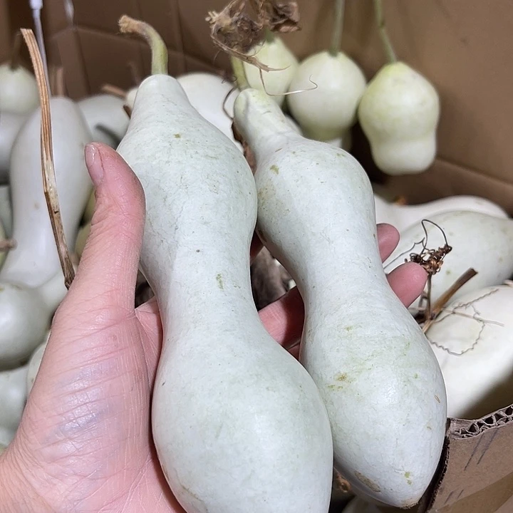 大果紫檀（缅甸花梨）度*