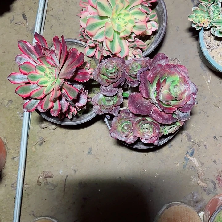 漠***然3棵组合111111111111