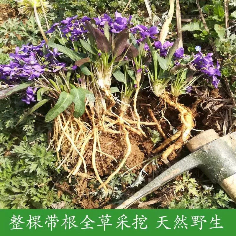 【生鲜冷链】农家妈妈现挖现发1斤新鲜野生紫花地丁梨头草野堇菜