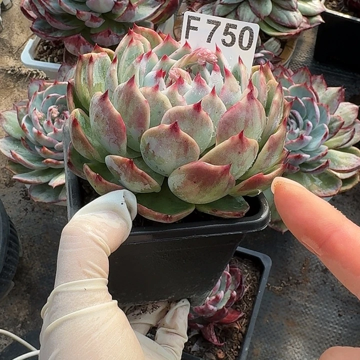 惊鸿惊鸿惊鸿 750.............