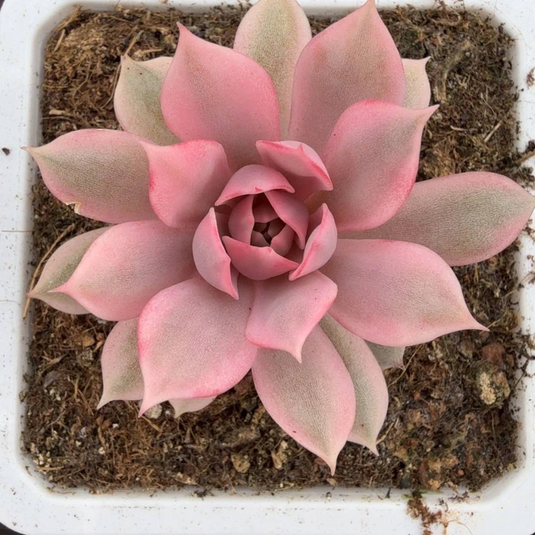 粉蝶锦锦上园艺一物一拍