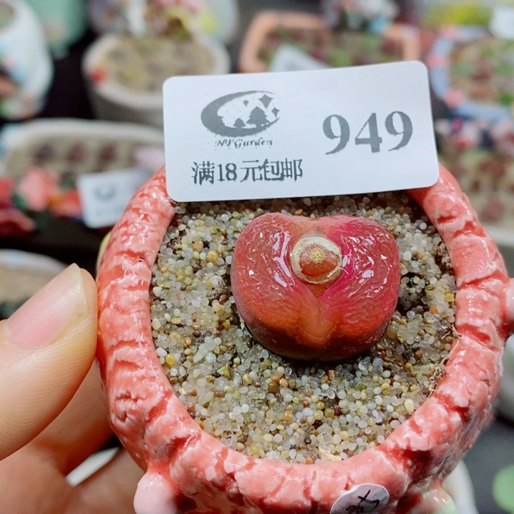 生石花花花花花花花949