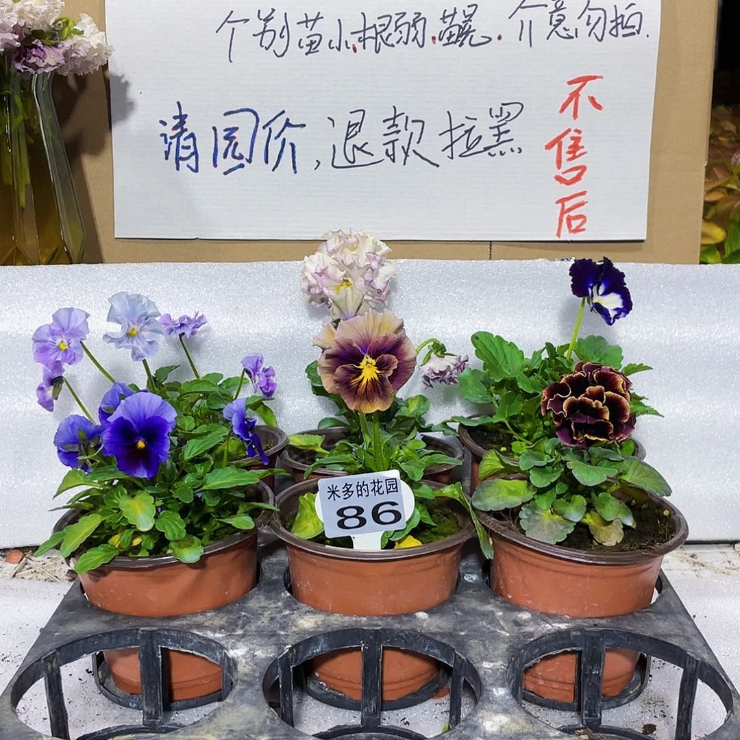 大部分花苞少量开放86