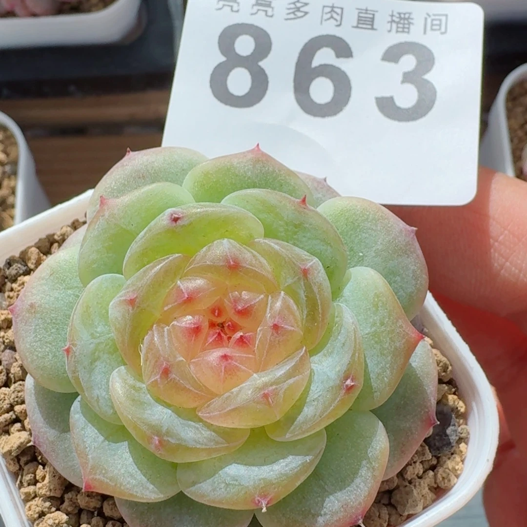 珍妮      愿你一路坦途，乘风破浪展宏图