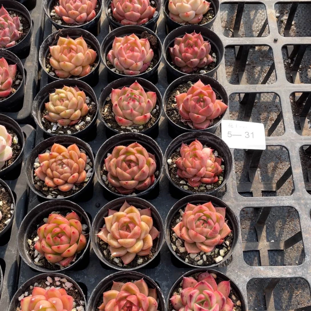 一物一拍18棵5-31