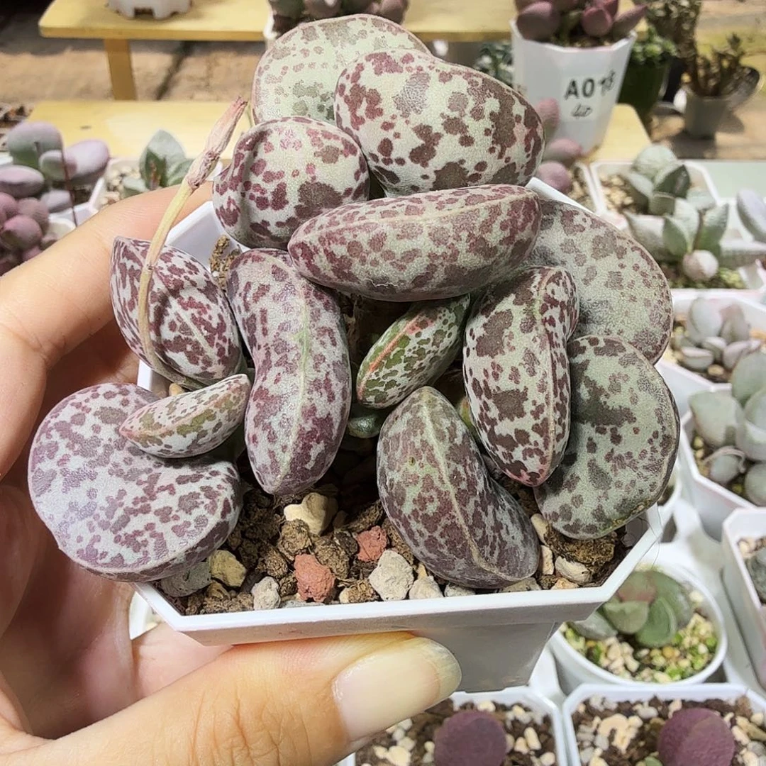 最***初花蛋水泡多肉植物