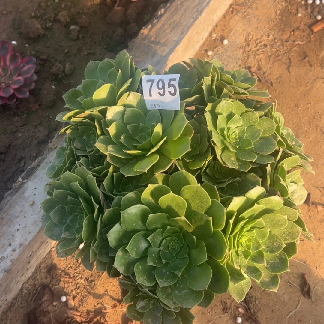 圣罗兰795不包断枝