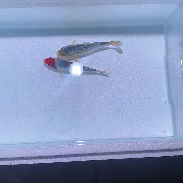锦鲤锦鲤活鱼开箱包活