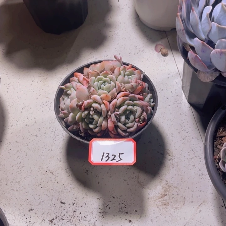 顺****神1325冰玉多肉