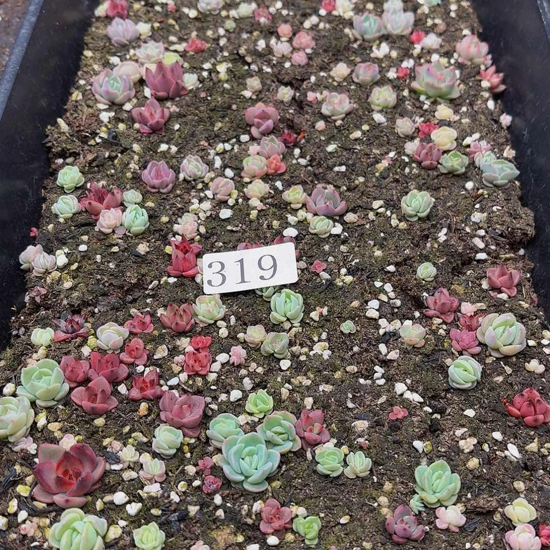 多肉植物多肉植物319