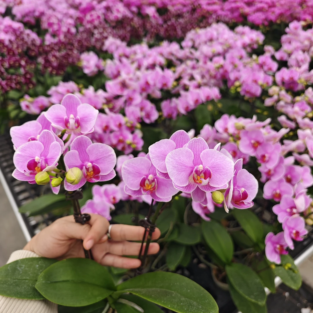 【紫蝶】蝴蝶兰盆栽 年宵花中花2.8寸杯带花带花苞直播基地直发