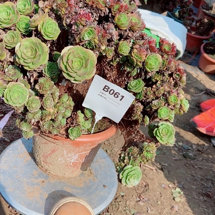 呆****061万圣洁万圣节万圣节