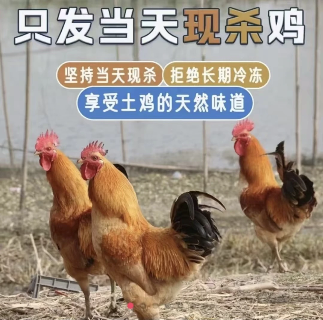 东北散养大红公鸡