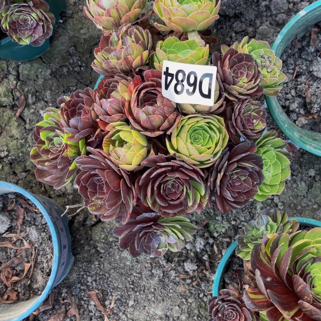 花月夜28///-45包邮