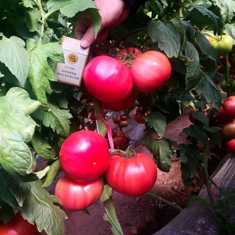 广东苗番茄种子苗秧苗马蹄西红柿秧瀑布树番茄种苗草莓番茄苗