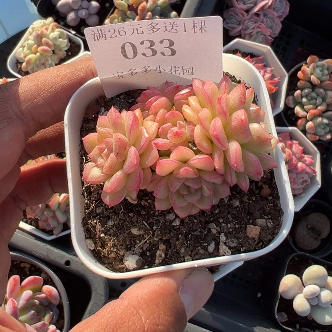 033号珍珠麦秆一物一拍满18包邮满26送一颗多肉