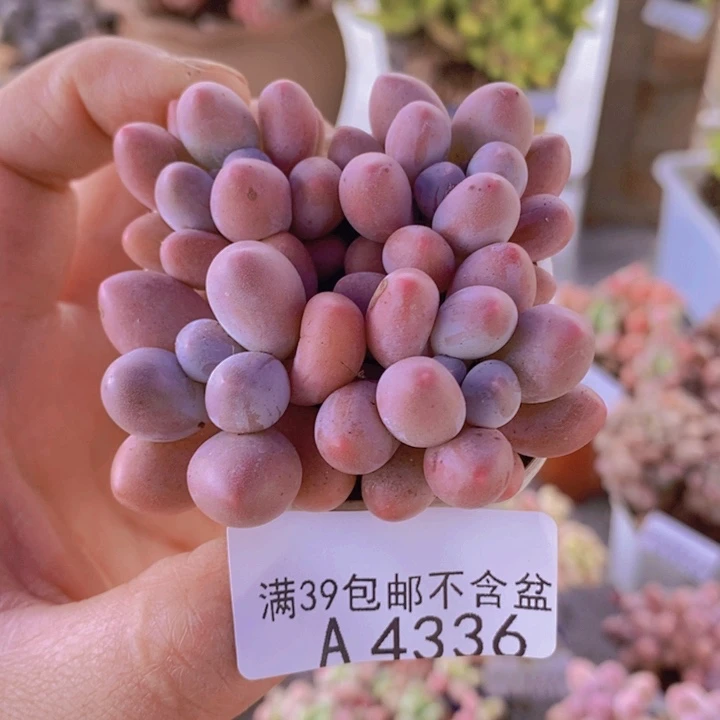 粉红泡泡4棵4336多肉植物
