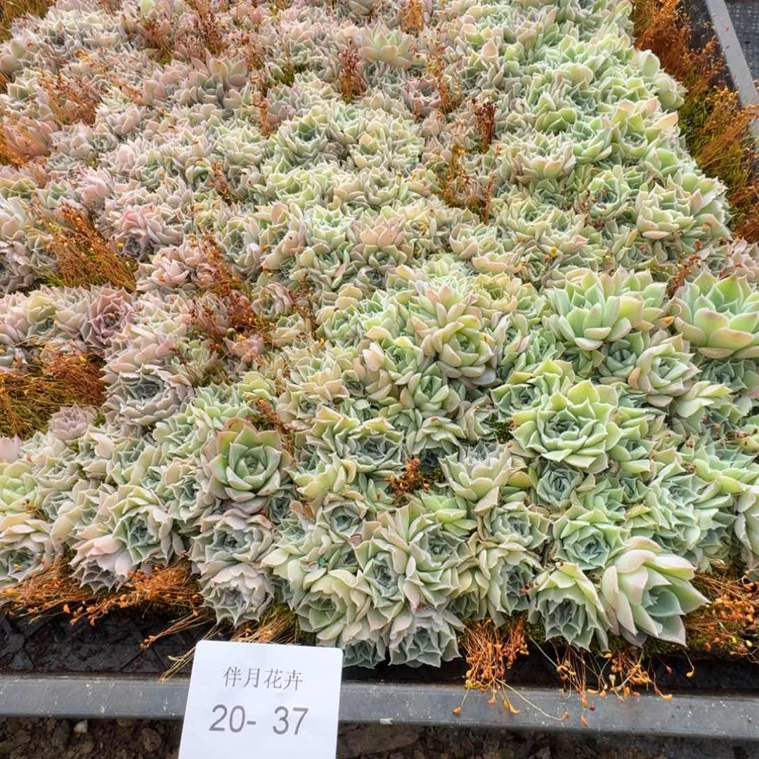 木*壳万宝路切糕一物一拍20-37