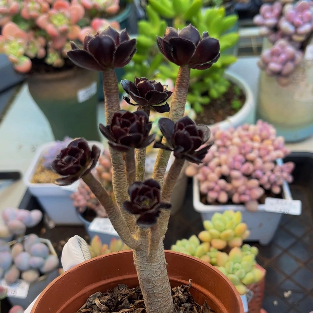 421-丸叶法师多肉5cm