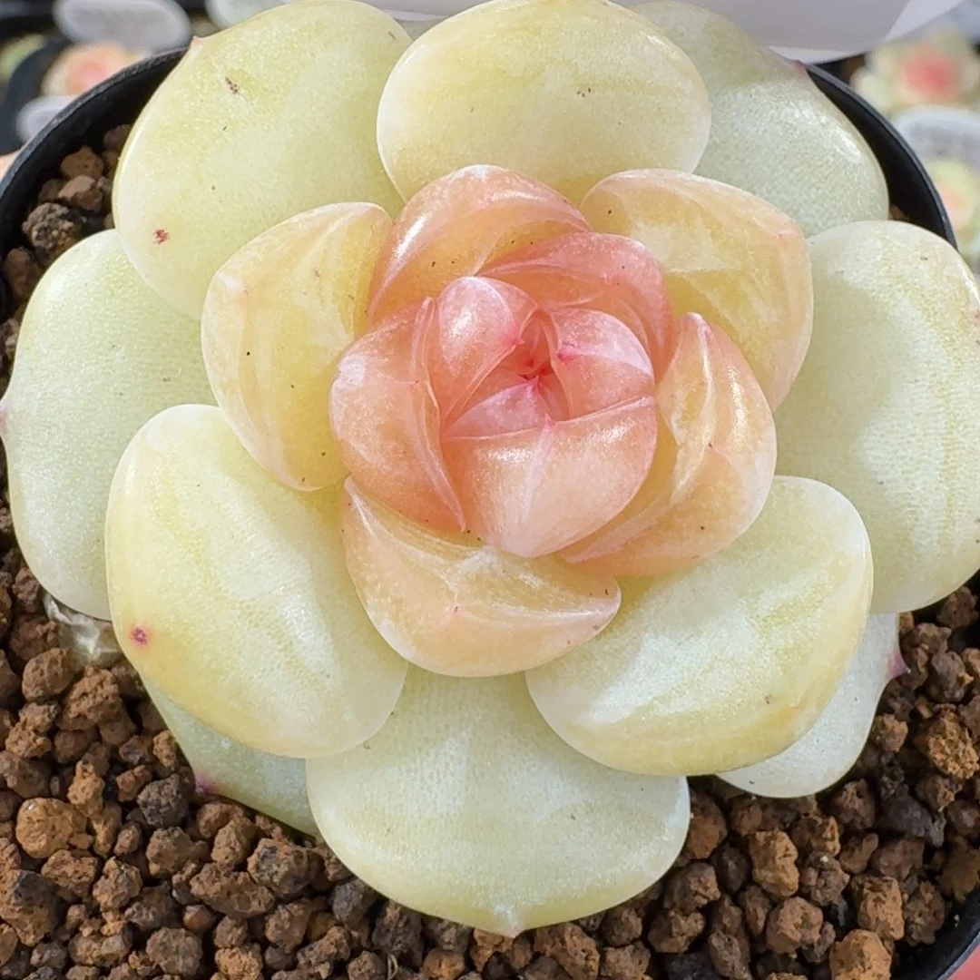 0103-60-6270单头一颗多肉